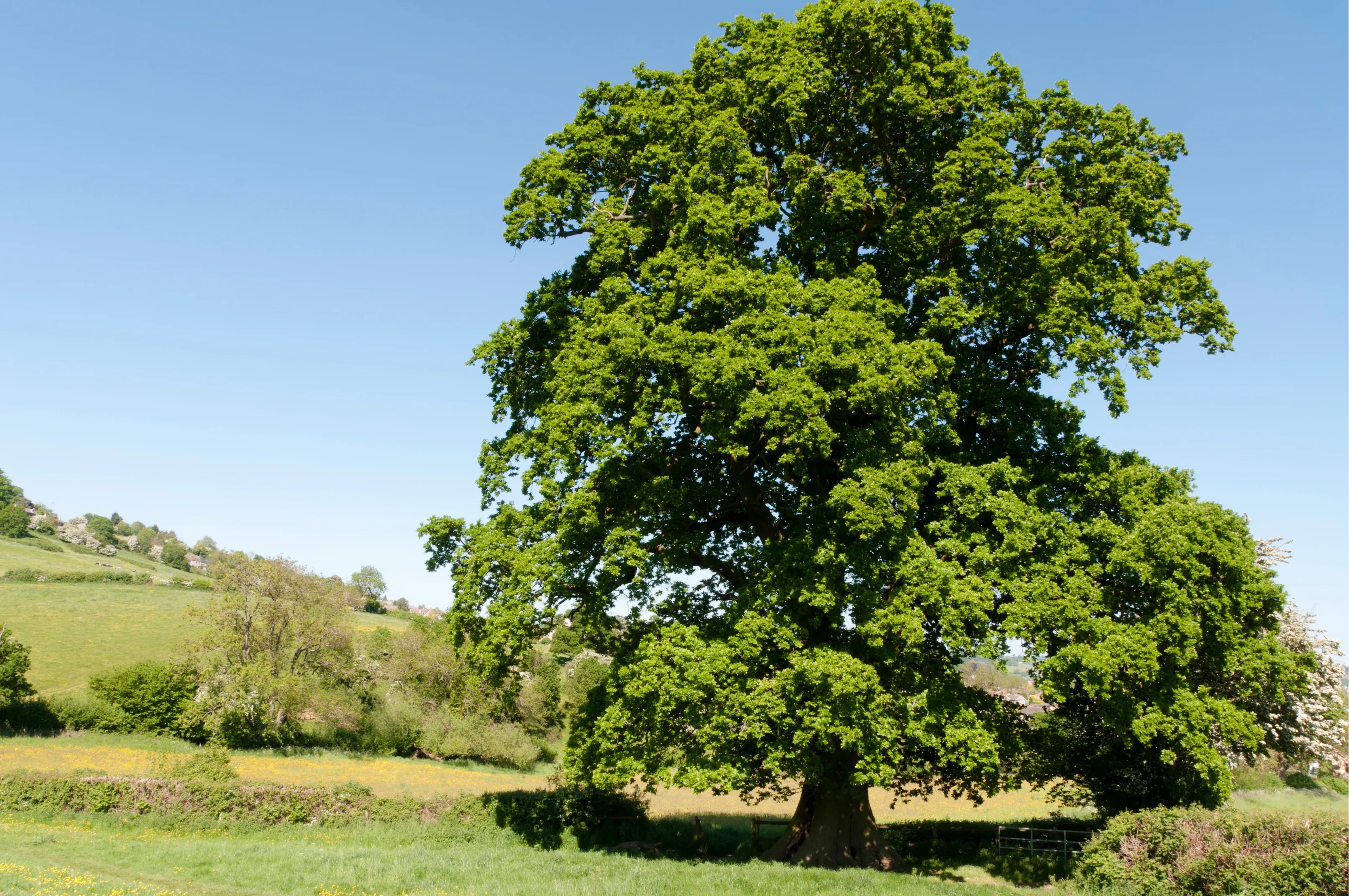 Large oak tree in a rural Australian setting