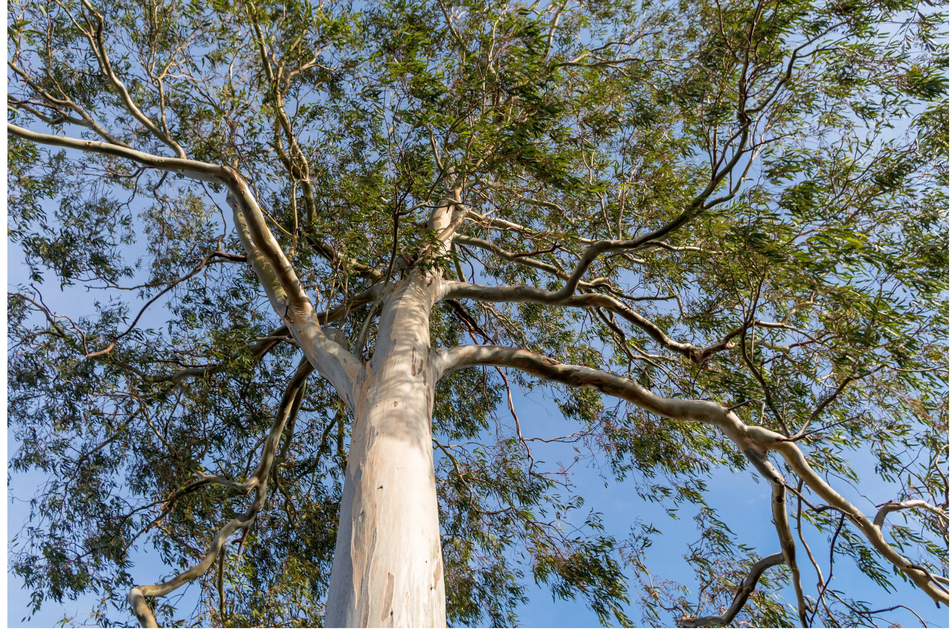 Eucalyptus tree canopy in Australia