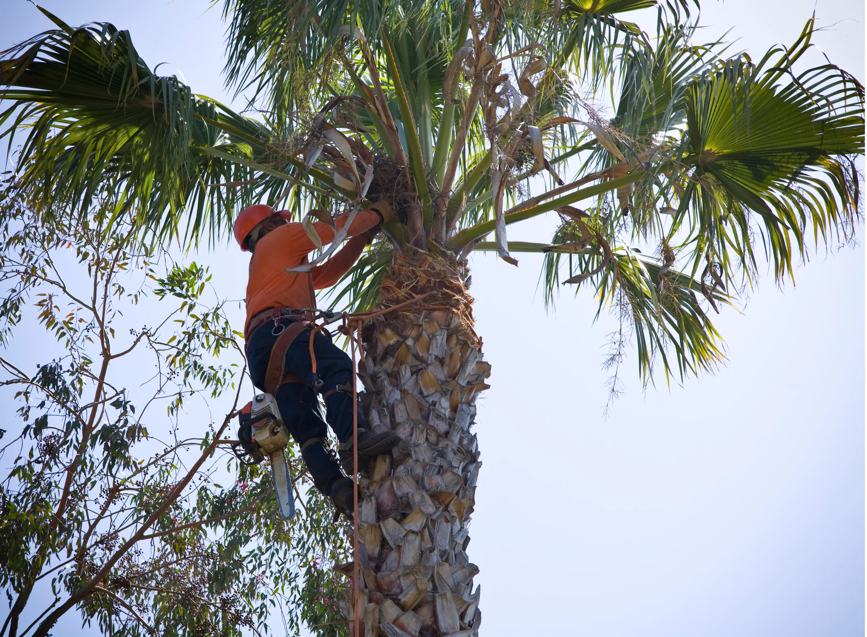 Professional arborist removing palm tree in Cairns