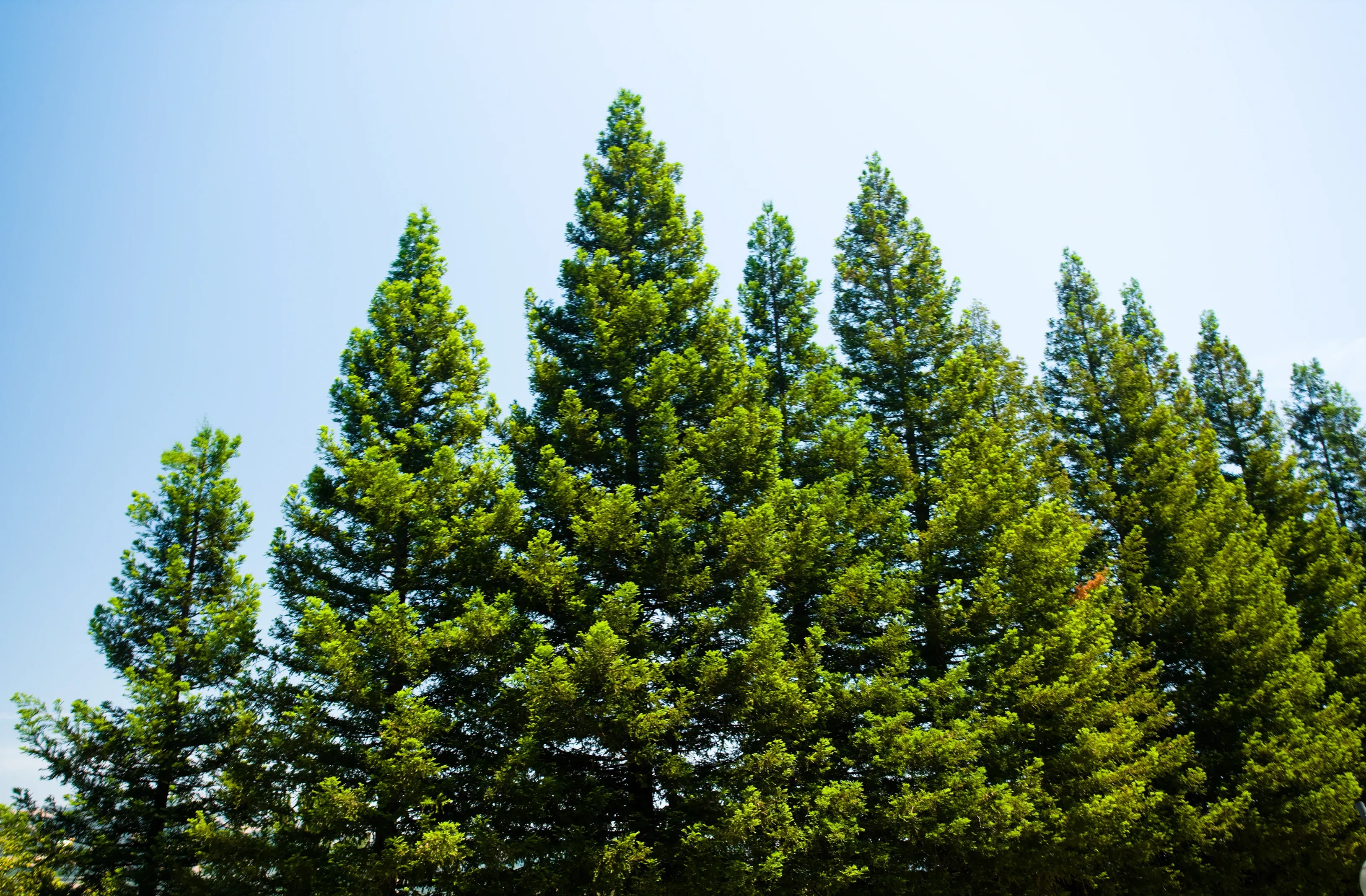 Pine trees against blue sky