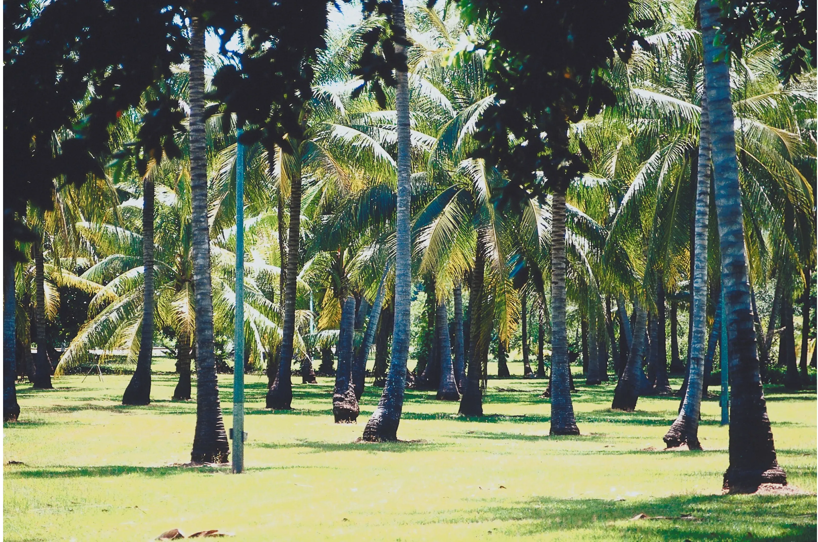 Palm trees in an Australian landscape